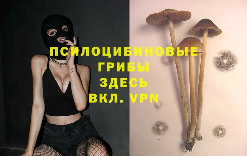 где можно купить   Амурск  Псилоцибиновые грибы MAGIC MUSHROOMS 